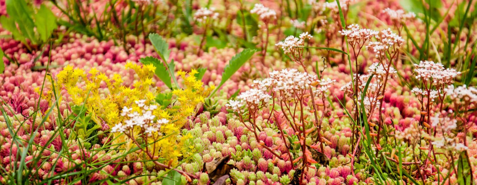 Kontaktanfrage-planungsbuero-landmann-sachsen-landschaftplanung